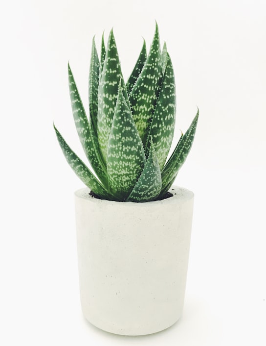 Syngonium 'Splashing White'
